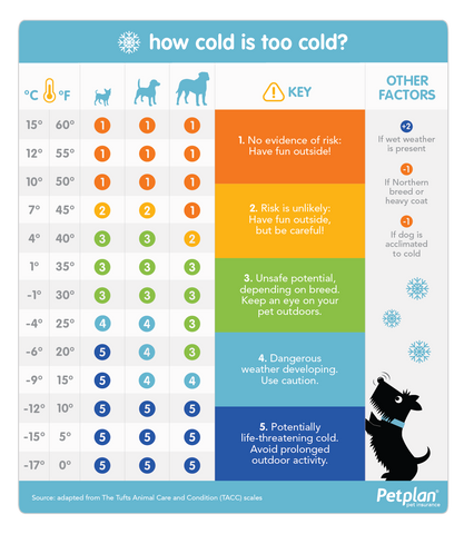 Table of how cold is too cold to go out with your dog