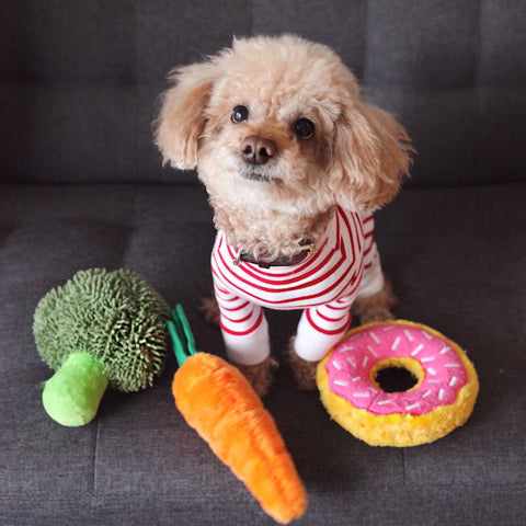 Dog with toys 