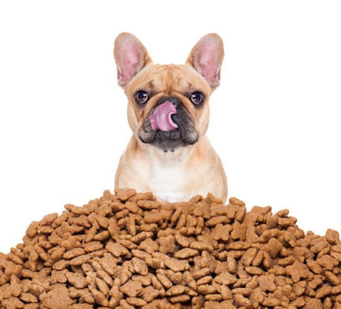 French bulldog with a huge pile of biscuits. 