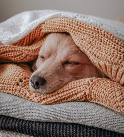 Dog in blankets