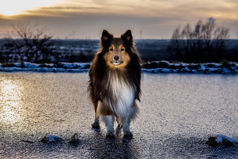 Dog on a frozen lake