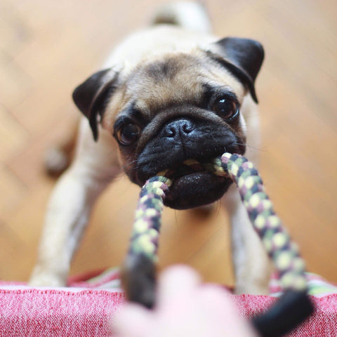 Pug playing tug 