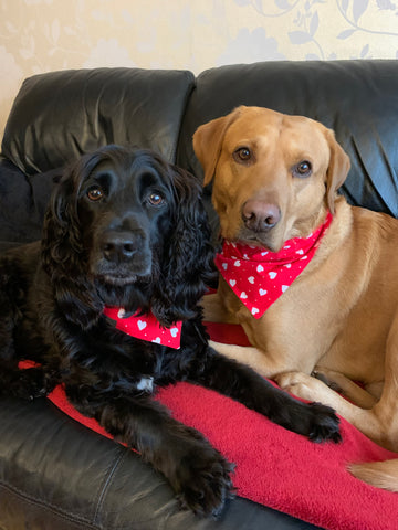 Fox red Labrador and black spaniel snuggled on the sofa wearing their handmade Valentine collars and bandanas. 