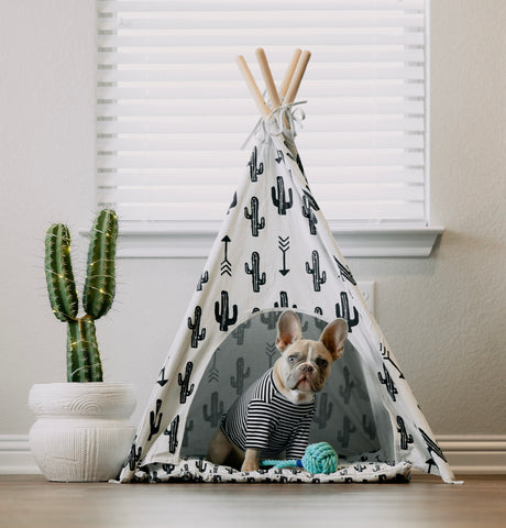Frenchie in a tent wearing a t shirt