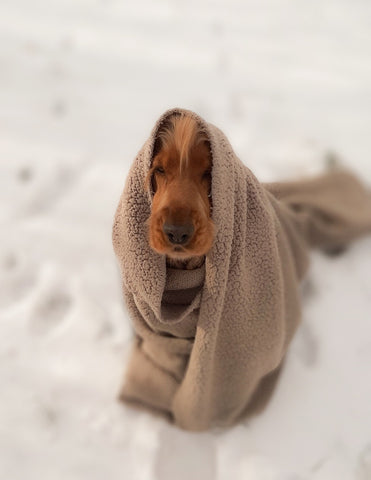 Spaniel in the snow wrapped in a blanket