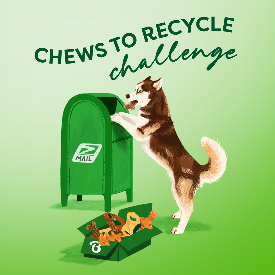 Illustration of a Siberian Husky mailing a box of chewed Benebones to be recycled with text that reads Chews to Recycle Challenge