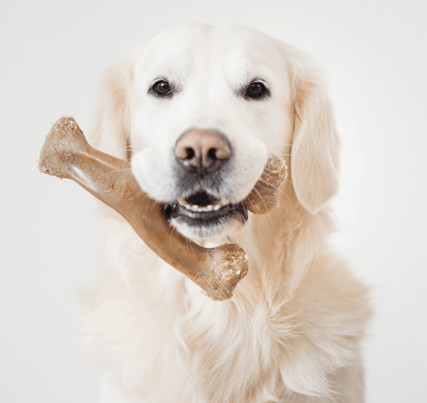 dog with Benebone wishbone in mouth