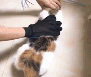 Image result for cat gloves for grooming gif