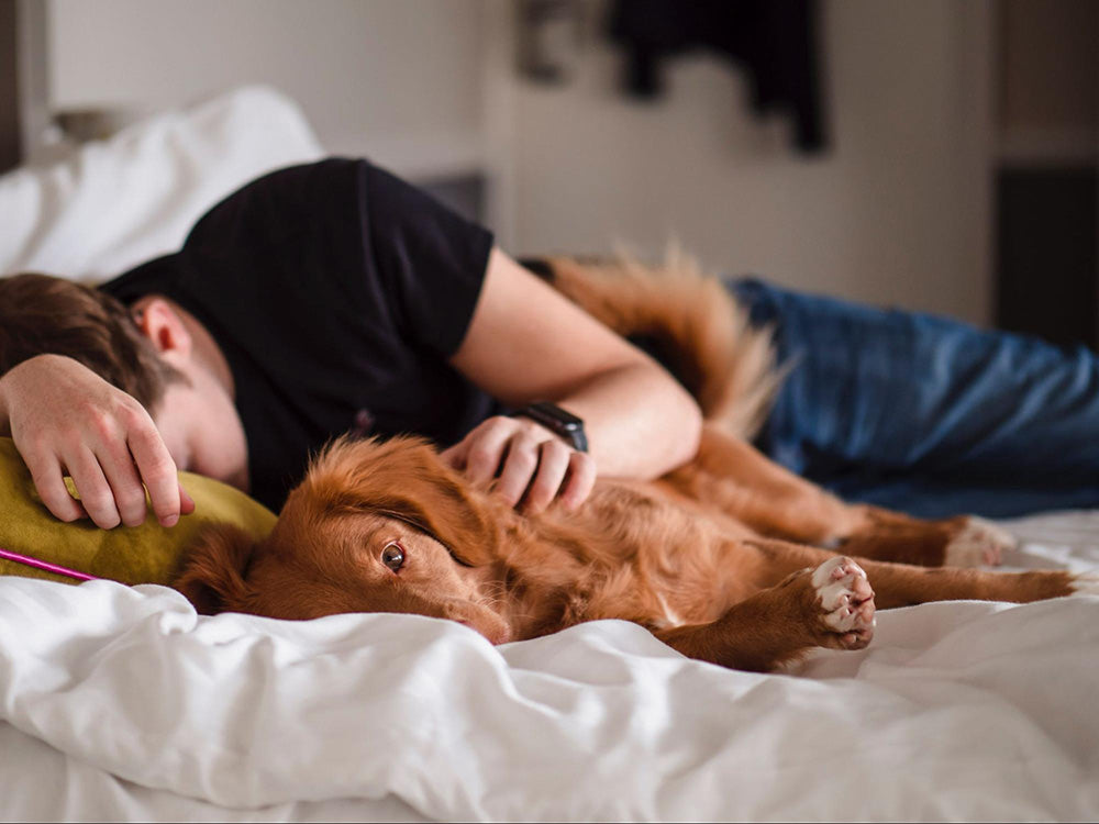 Cosleeping with pets pros and cons