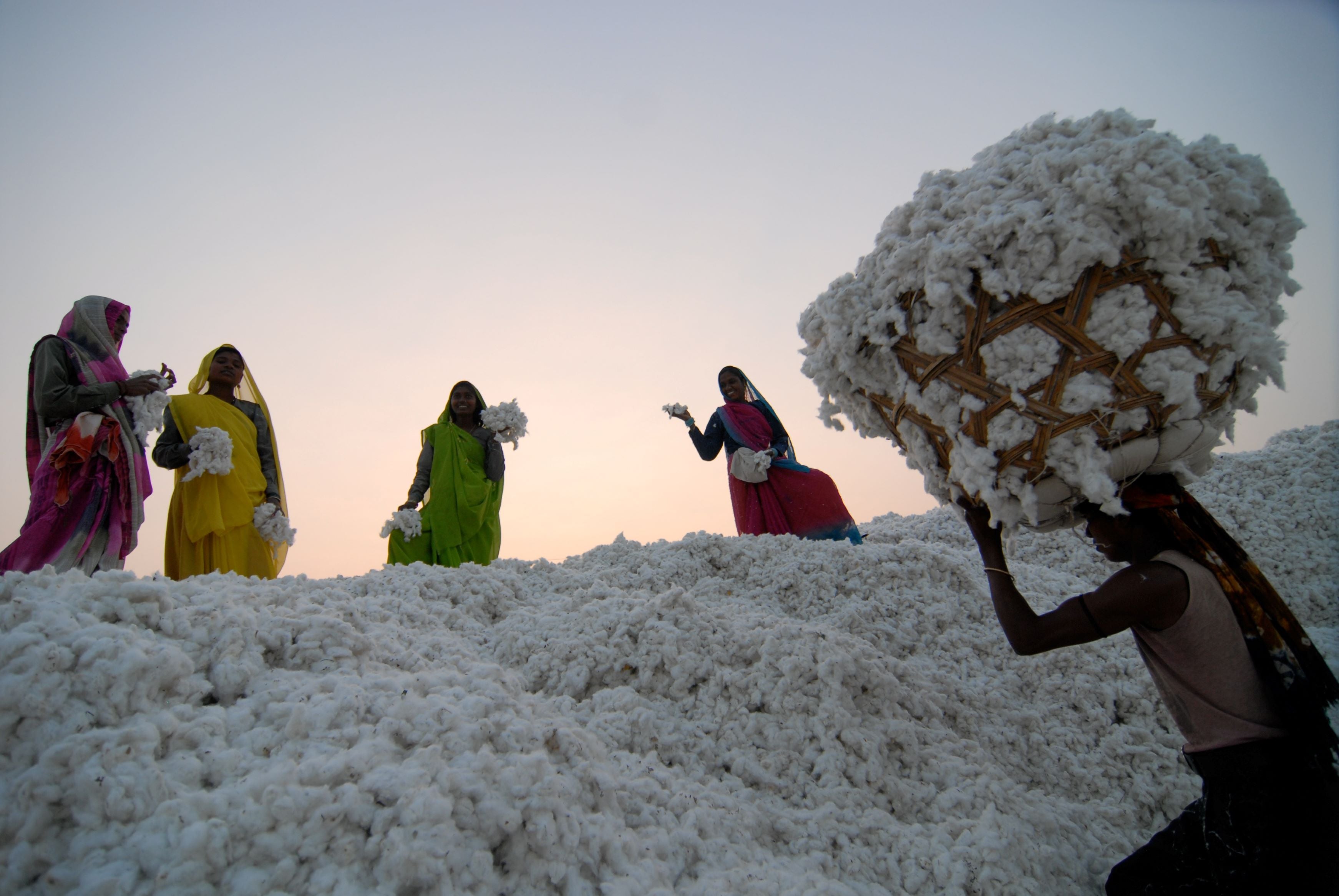 women picking cotton