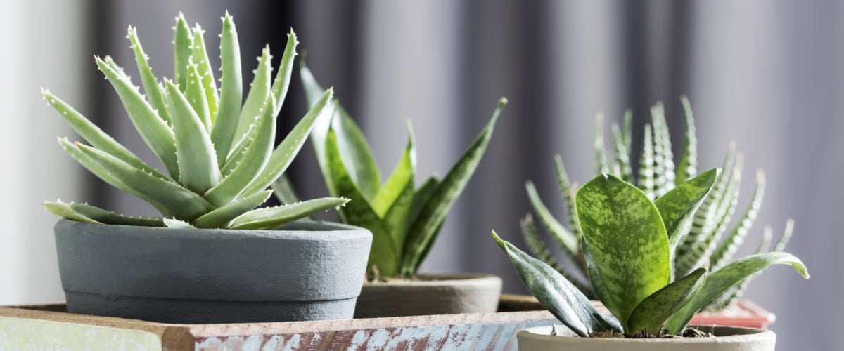 Aloe Vera Plants Best Plant Gifts Toronto Blooms