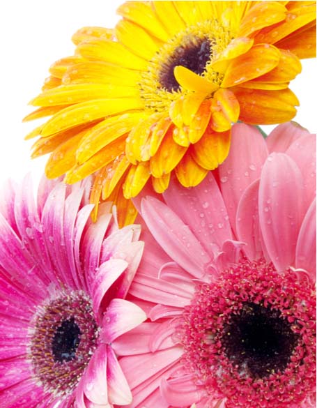 Flower Gifts New York - Daisies - New York Flower Delivery