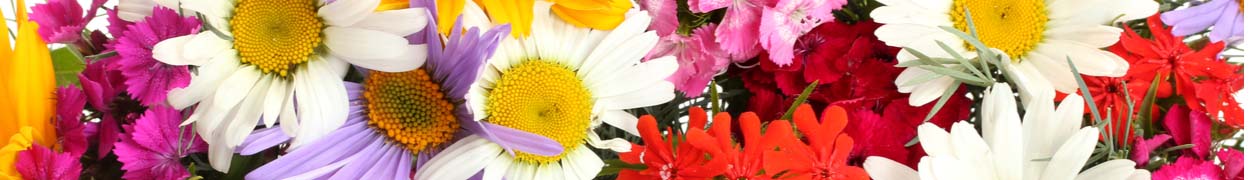 Same day flower delivery Toronto – Toronto flowers gifts -Daisy Flower Gifts