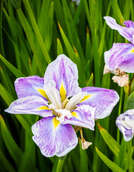 Irises - Flower Gifts New York Blooms - New York flower delivery