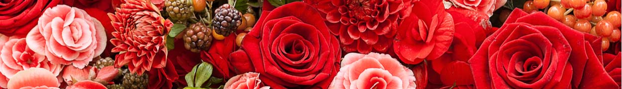 Same day flower delivery Toronto – Toronto flowers gifts - Flower Gifts