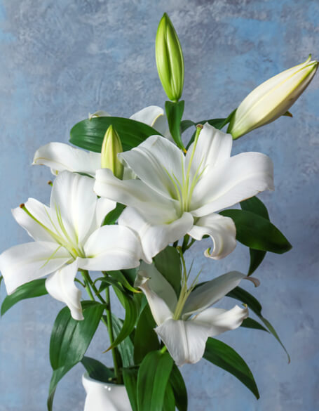 Send Lilies Bouquet As a gift - Same Day Lily Delivery In Vancouver