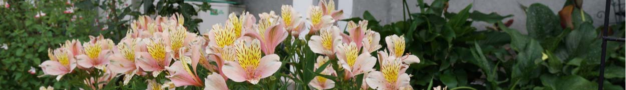 Peruvian lilies Flower Gifts New Jersey - Same Day Shipping Flower Delivery New Jersey