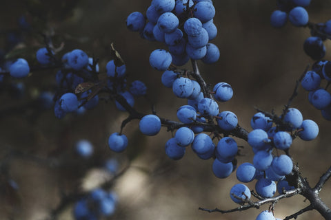 blueberry with compost on vine