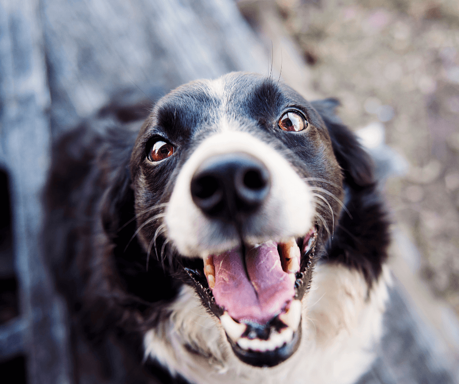 do dogs smile