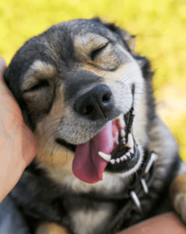 Smiling dog being pet