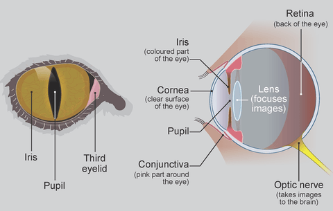 Cat Eye Diagram