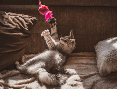 Kitten Playing with Feather