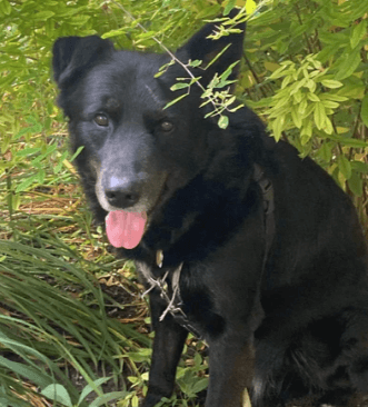 Adorable black dog with one floppy ear in the gras and plants smiling