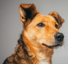 dog with one ear up