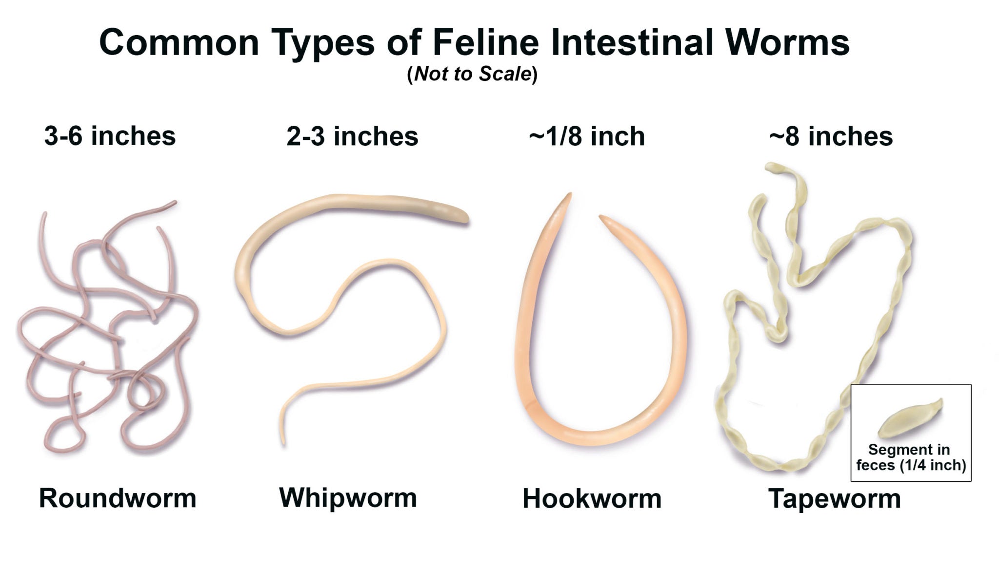 feline intestinal worms