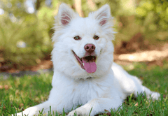 Happy White Fluffy Dog