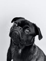 Black Pug Tilting his Head