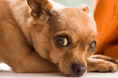 small dog with liver disease