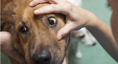 Human holding open dog's yellow jaudiced eye