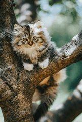 Fluffy kitten in a tree looking at the camera