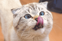 Cute cat licking nose and showing teeth