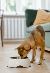 Brown dog eating out of a white bowl in a house