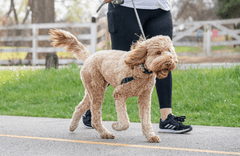 Labradoodle on a walk