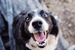 Black and white dog smiling