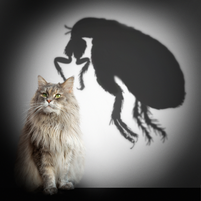 parasite fly cat