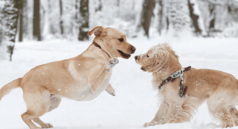 two tan colored dogs playing together in the snow