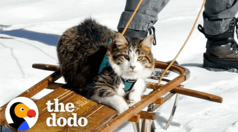 Cat on sled in the snow