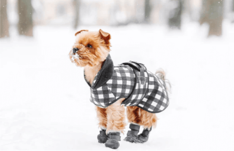 Terrier dog in black and white checkered coat and boots in the snow