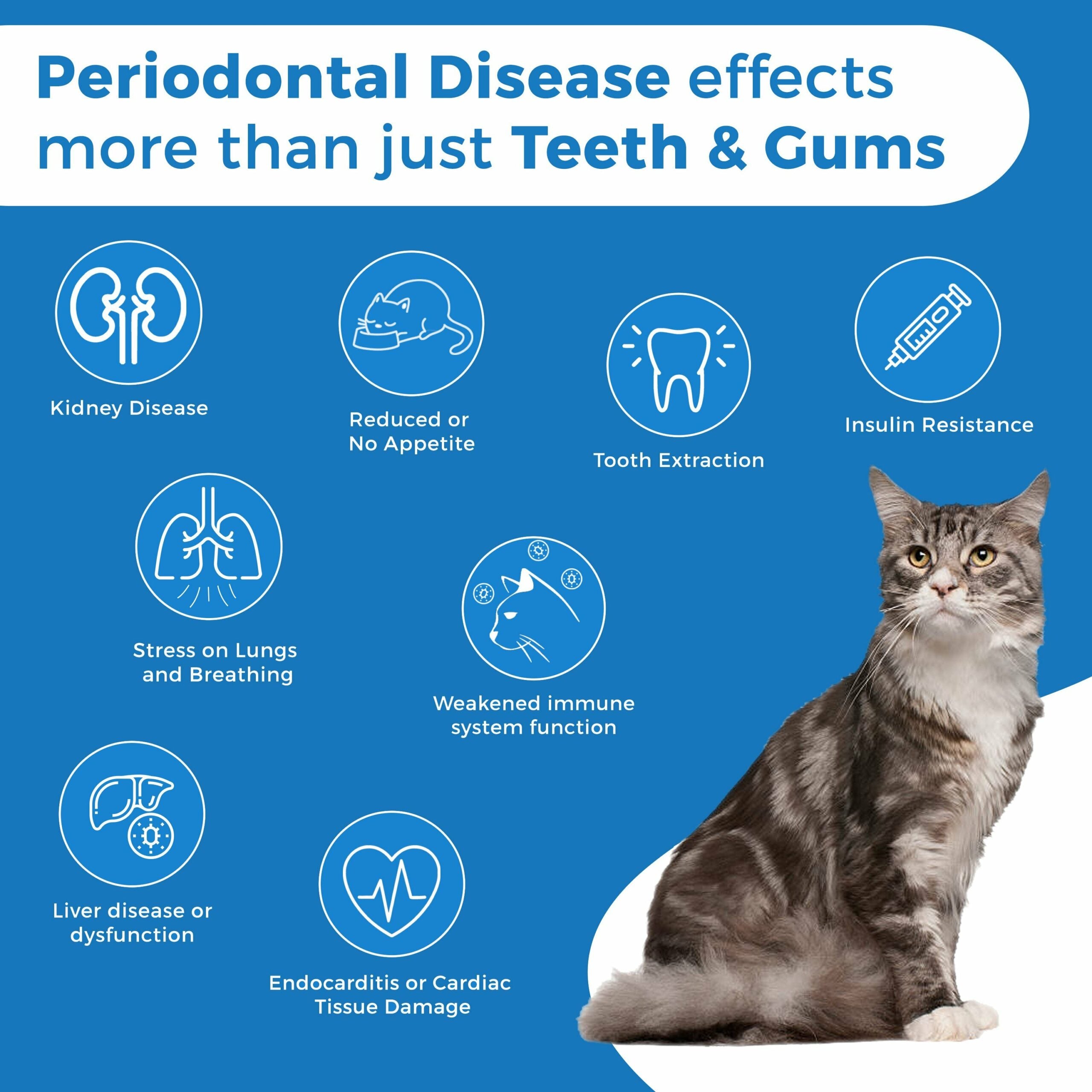 best wet cat food for gingivitis