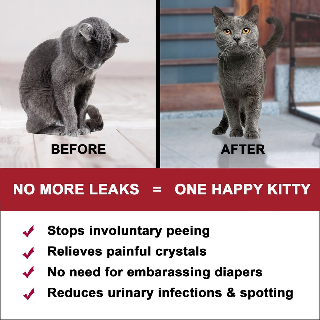 female cat uti treatment