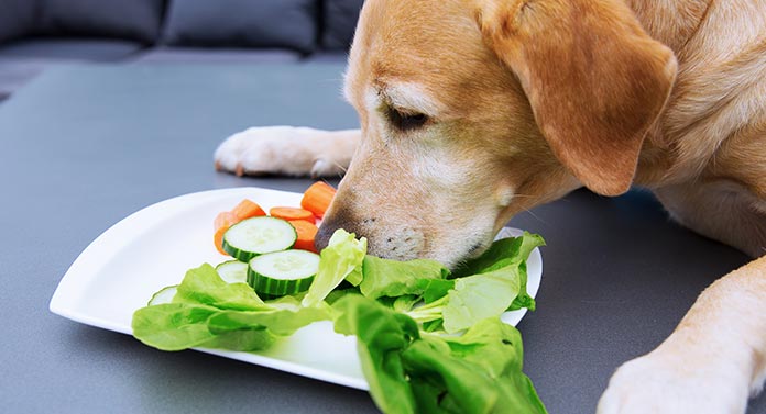 List of Toxic Human Foods Your Dog Cannot Eat - PetHelpful