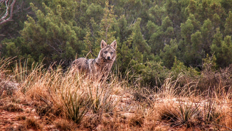 Texas Coyote