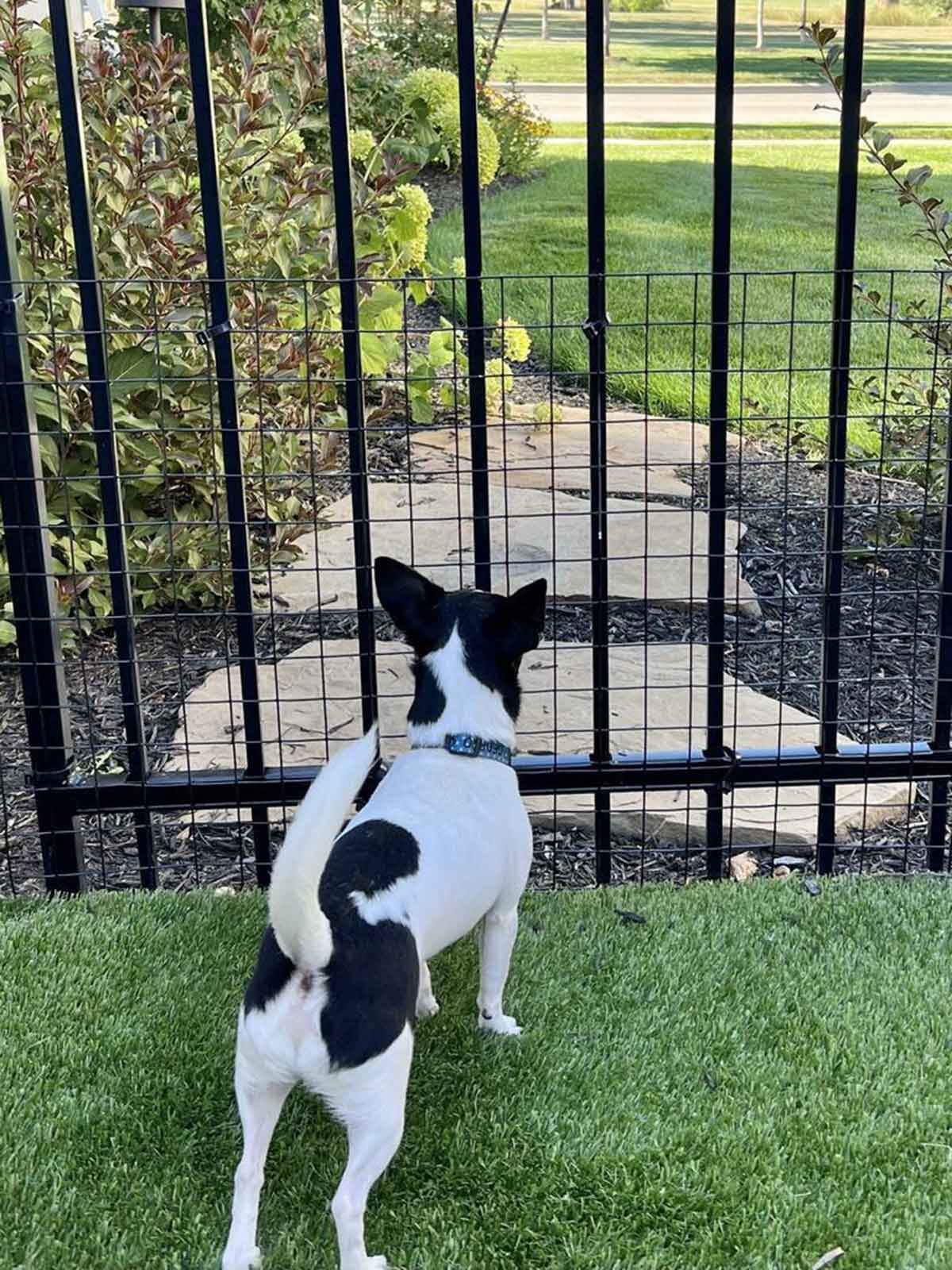 Small Dog Sits Behind Metal Fence With Dog Proofer Wide Gap Barrir Installed