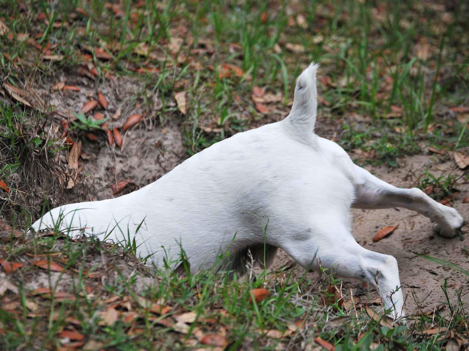 Small White Dog Digging A Hole With Its Butt In The Air