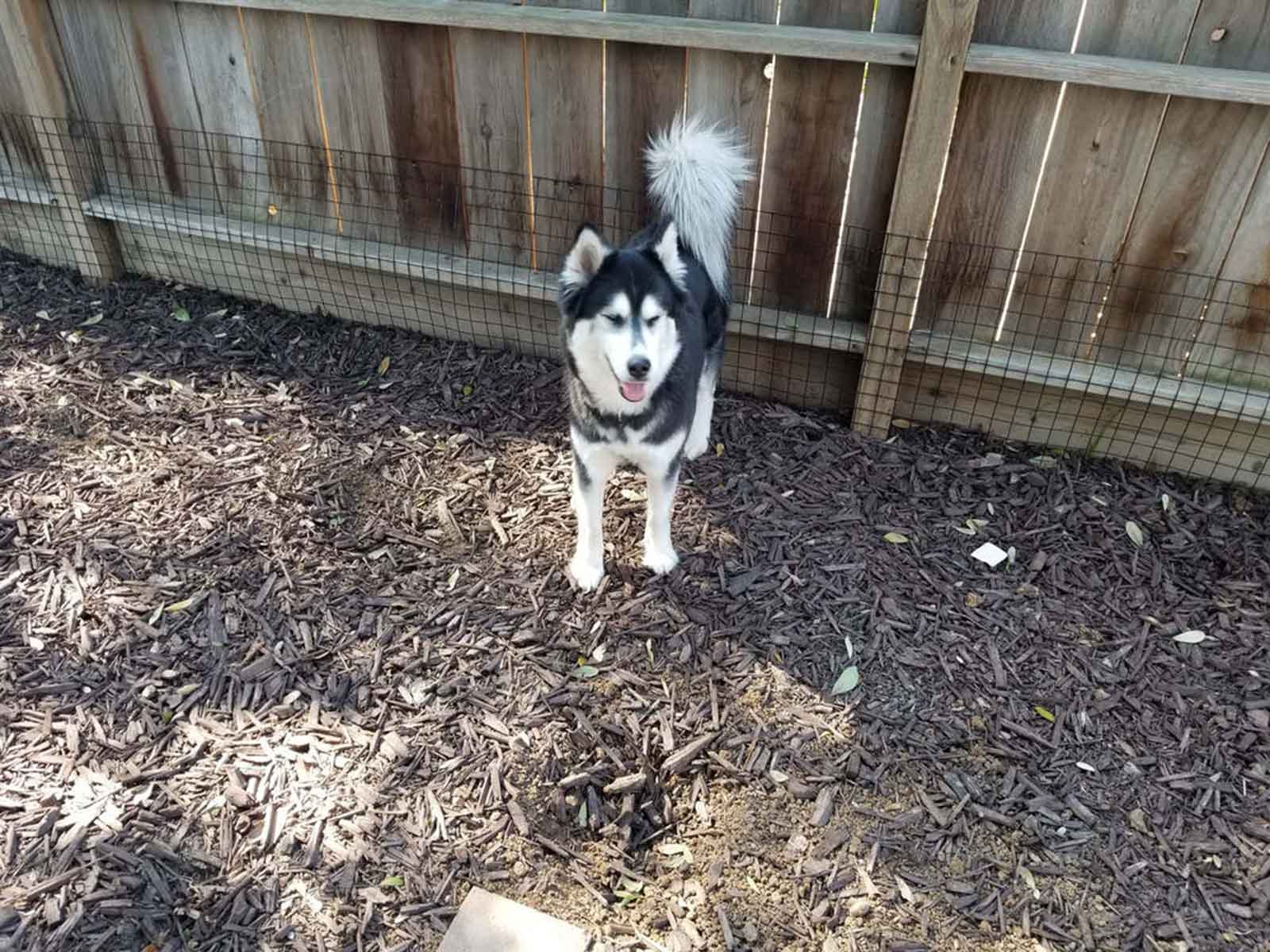 Husky Smiling In Front Of Wooden Fence With Dog Proofer Dig-Proofer System Installed