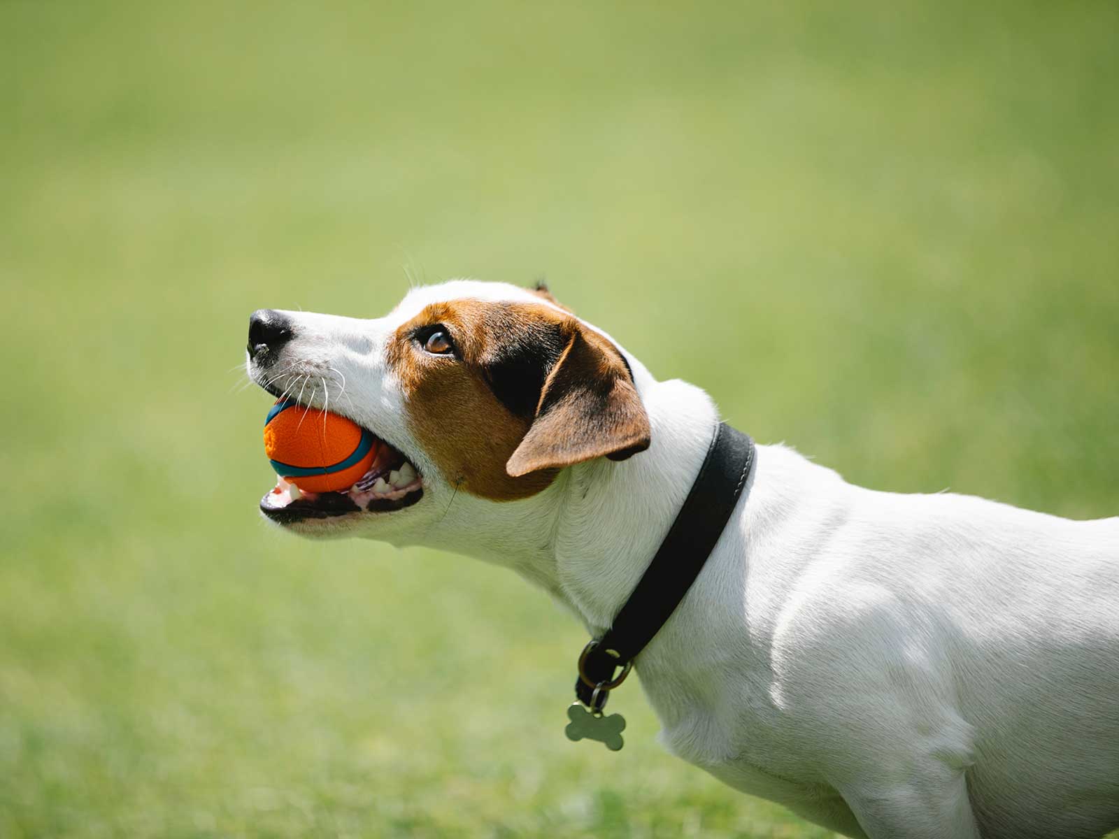 Jack Russell Terrier Holding Orange Ball In Its Mouth Outside